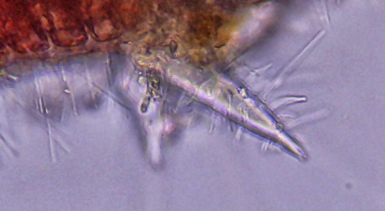 Il velcro del Tirreno, la storia di un''alga